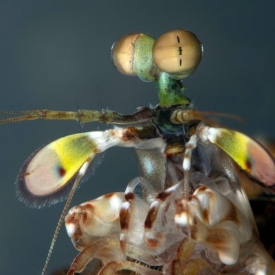 A mantis shrimp 